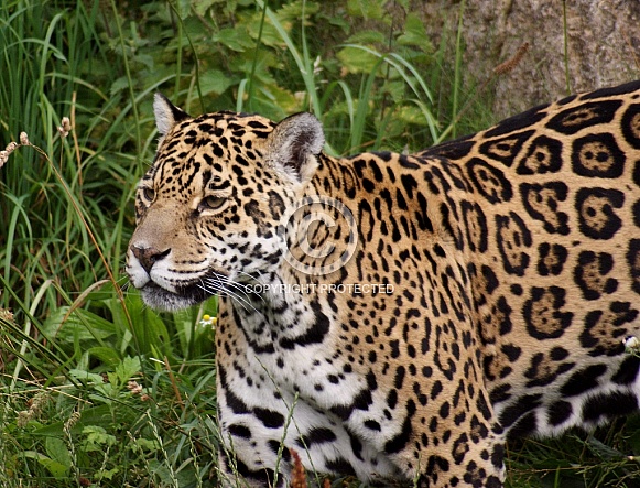 Jaguar