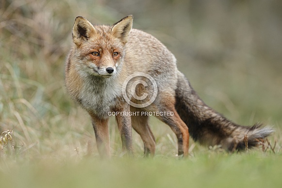 Red fox in Nature Red fox in Nature