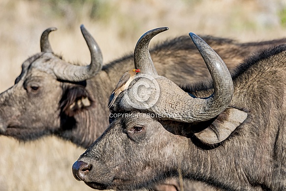 African Buffalo and Oxpecker