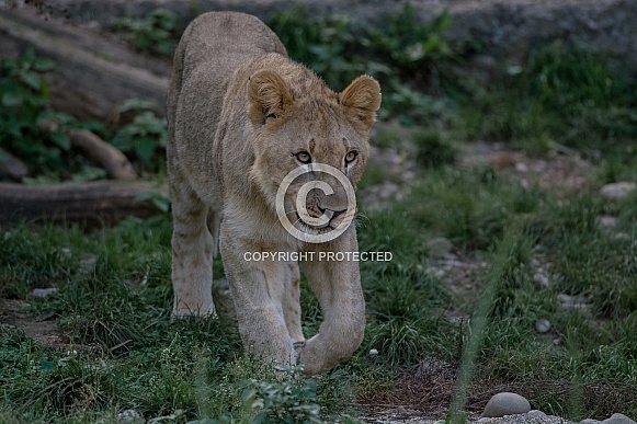 Lion cub
