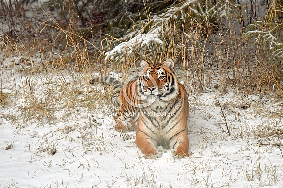 Amur Tiger