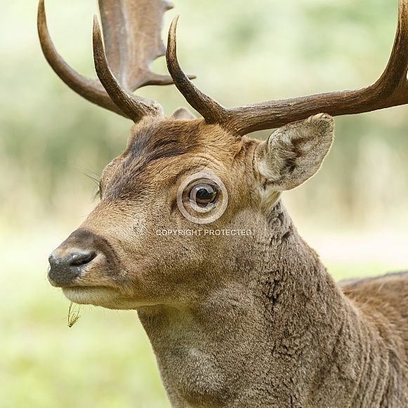 Fallow Deer