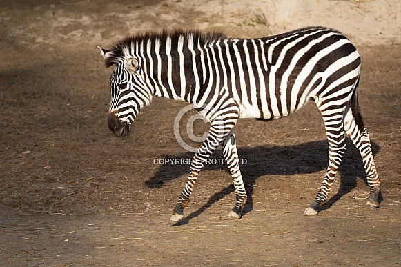 Zebra Zebra