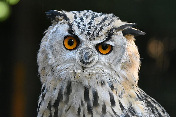 Siberian Eagle Owl