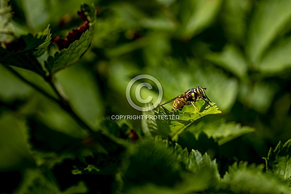 Wasp resting on a leaf