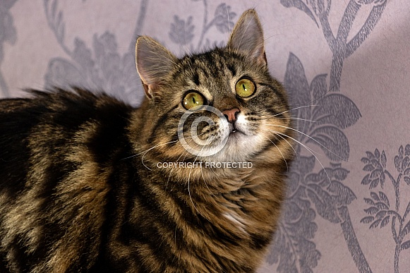 Domestic Cat Close Up Looking Upwards