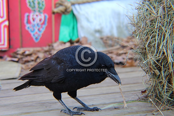 Common Crow Common Crow