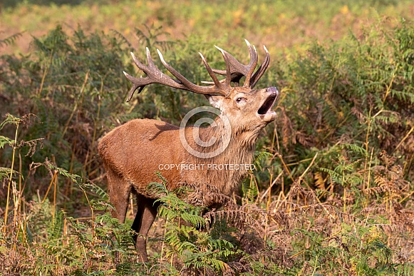 Red deer