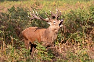 Red deer