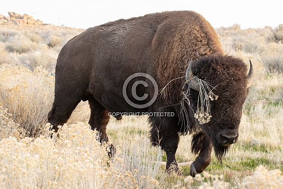 American Bison, Bison bison