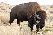 American Bison, Bison bison