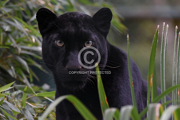 Black Leopard Black Leopard