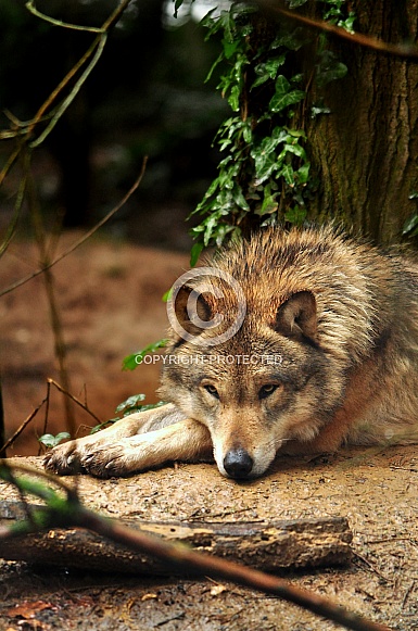 European Grey Wolf (Canis lupus lupus