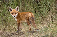Young red fox cub in nature