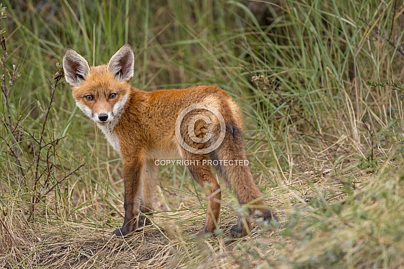 Young red fox cub in nature