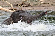 Young Asian elephant (Elephas maximus)