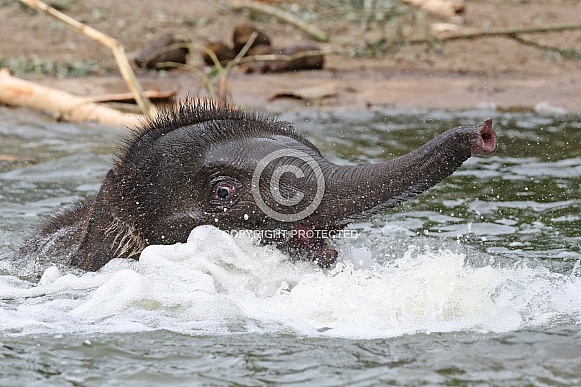 Young Asian elephant (Elephas maximus)
