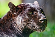 Portrait of a black leopard