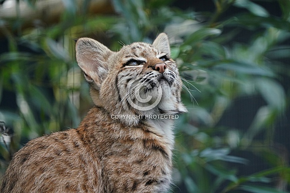 Bobcat Bobcat