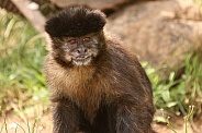 Black-Capped Capuchin