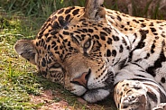 Jaguar Close Up Lying Down Eyes Open