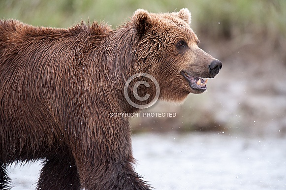 Wild Alaskan Brown Bear fishing