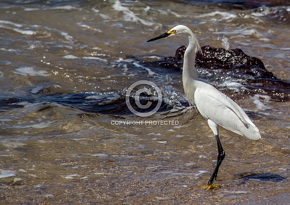 Young Crane Young Crane
