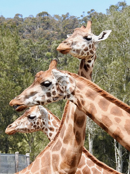 Giraffes