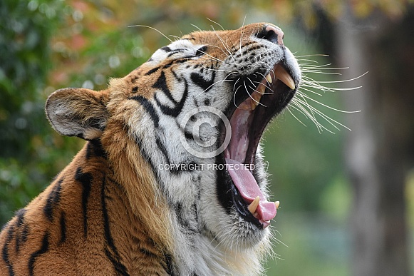 Siberian Tiger