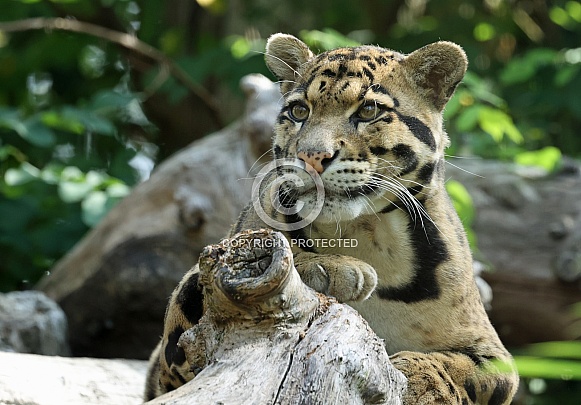 Clouded leopard