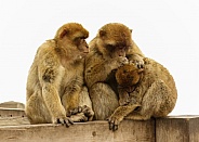 Barbary Macaque