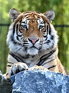 Bengal Tiger
