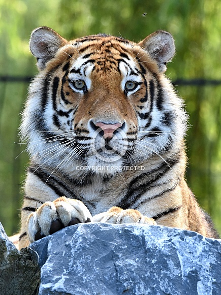 Bengal Tiger