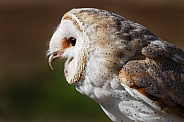 Barn Owl Close Up Beak Open