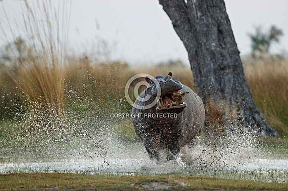 Aggressive hippo male fake attack