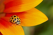 Common Spotted Ladybird on Daisy.