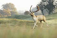 Fallow Deer