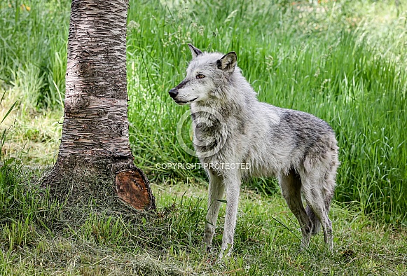 Tundra Grey Wolf Tundra Grey Wolf