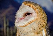 Owl - Barn Owl Portrait