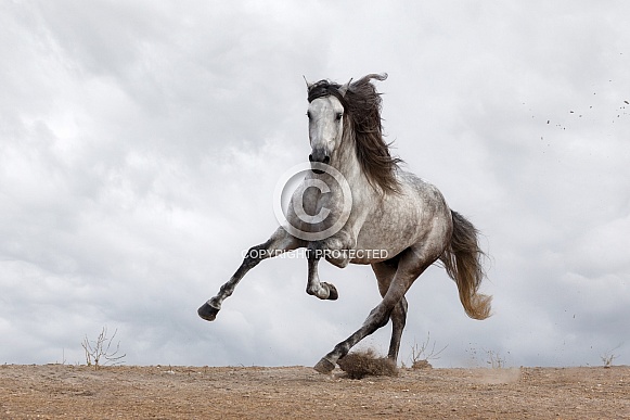 Horse-Andalusian