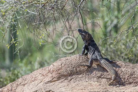 Spinytail Lizard Spinytail Lizard