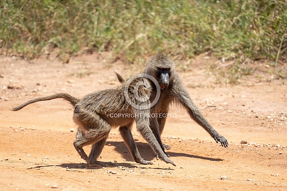 Two baboons fighting on the road