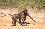 Two baboons fighting on the road