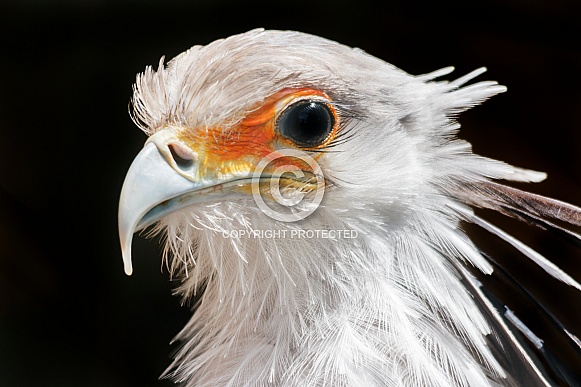 Secretary Bird Face Shot Close Up Secretary Bird Face Shot Close Up