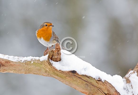 The European robin (Erithacus rubecula