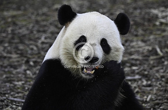 Giant panda