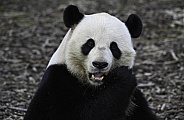 Giant panda