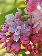 Lilac, Syringa Vulgaris
