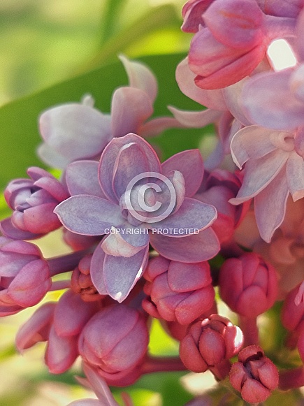 Lilac, Syringa Vulgaris