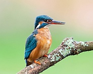 Female Common Kingfisher